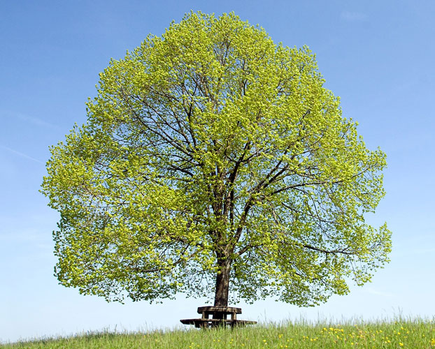 Taille symétrique pour arbre